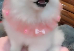 娱乐吃瓜酱小白狗,揭秘娱乐圈那些不为人知的幕后故事