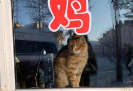 虎虎爱娱乐吃瓜,揭秘娱乐圈背后的那些事儿