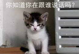 吃瓜娱乐的喵哥是谁呀,吃瓜娱乐界的神秘喵星人